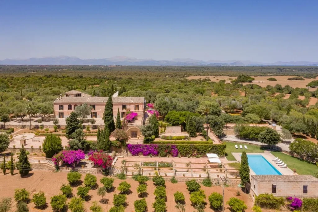 Rural marriage setting surrounded by olive trees