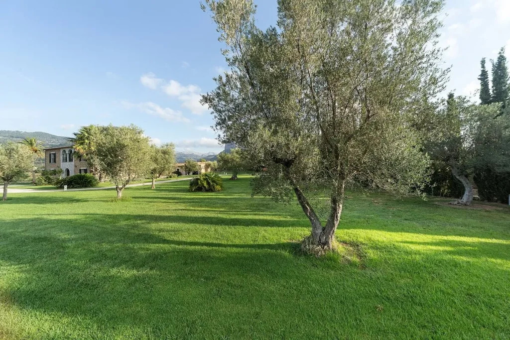 Garden area in rustic villa in center of mallorca